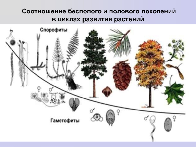 Половое поколение растений. Соотношение бесполого и полового поколения. Цикл развития Лжетсуга. Сравнение циклов развития. У растений выделяют половое поколение.