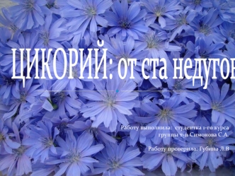 Травянистое растение цикорий