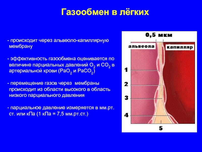 Г через стенки осуществляется газообмен