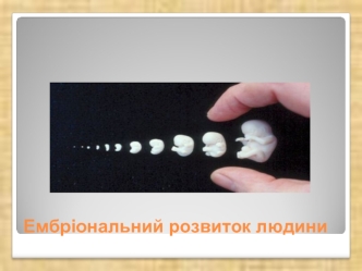 Ембріональний розвиток людини
