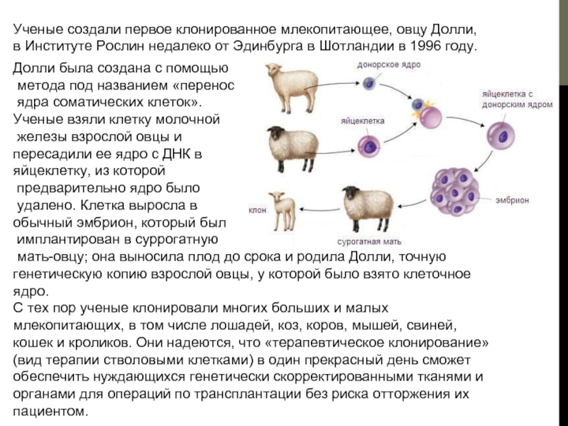 Схема клонирование животных