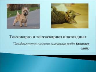 Токсокароз и токсаскариоз плотоядных (Эпидемиологическое значение вида Toxocara canis)