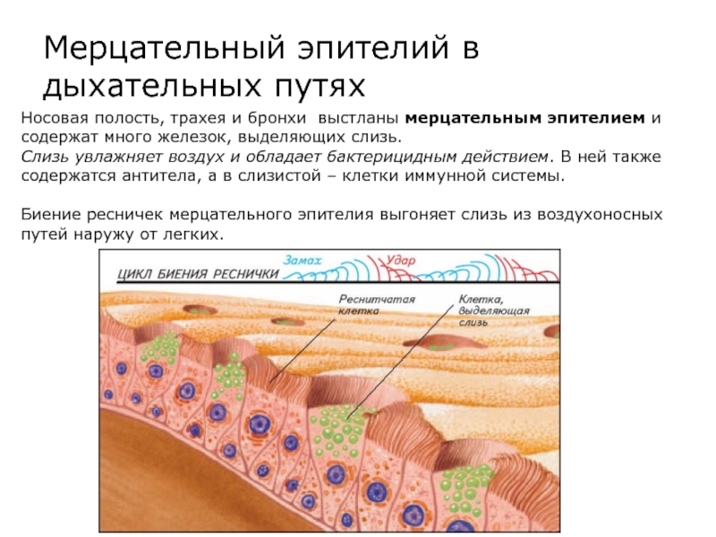 Слизистая трахеи выстлана эпителием. Мерцательный эпителий функции. Механизм действия мерцательного эпителия.