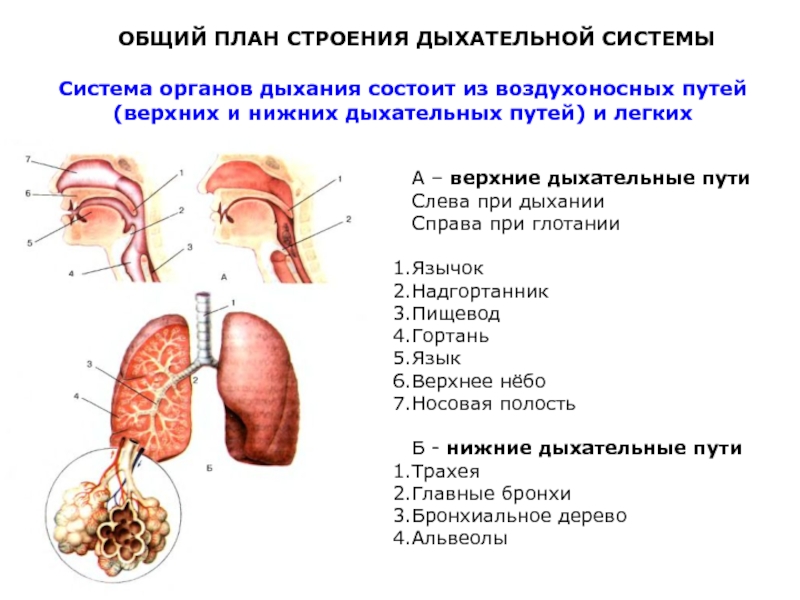 Общий план строения системы органов дыхания