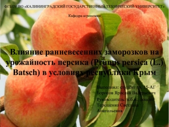 Влияние ранневесенних заморозков на урожайность персика в условиях Республики Крым