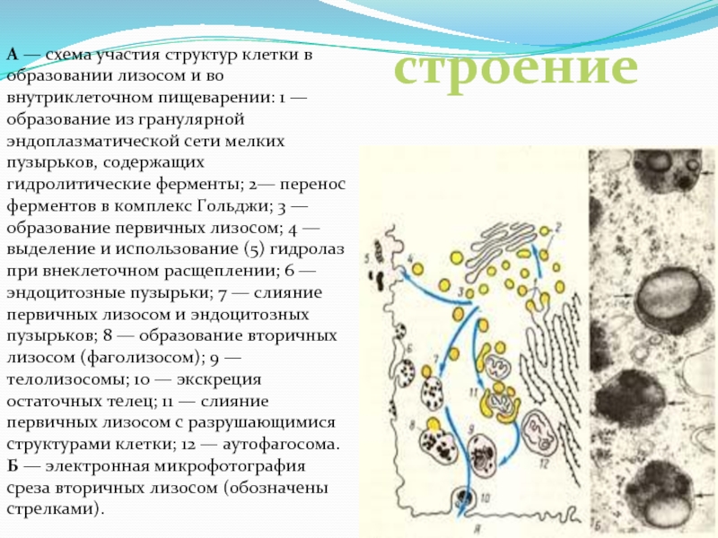 Образование лизосом рисунок