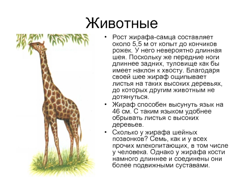 Где живут ноги. Текст описание жирафа 2 класс. Рассказ про жирафа для детей 1 класса. Доклад о жирафе 1 класс. Рассказ про жирафа 2 класс.