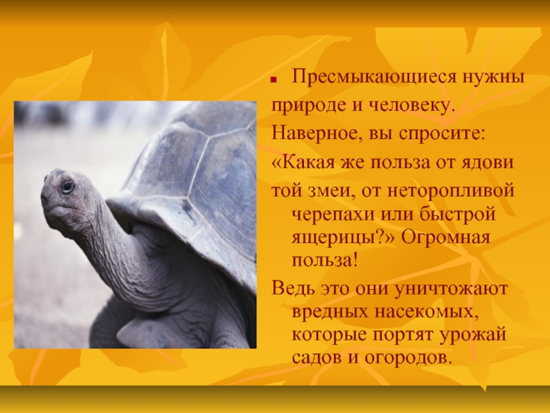 Значение черепах в природе и жизни человека
