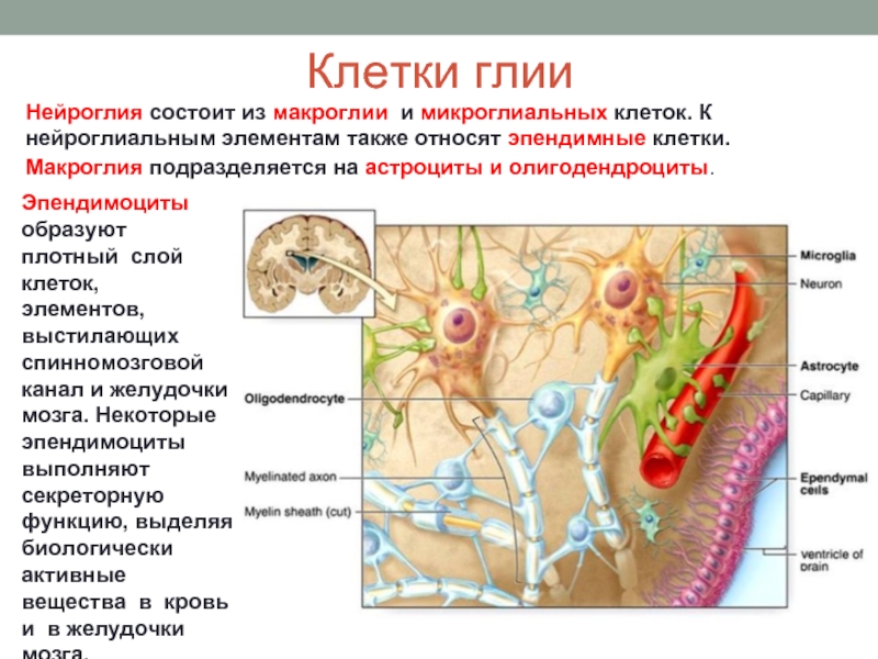 Функции клеток нейроглии