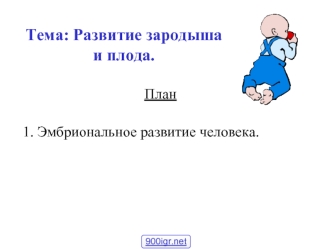 Развитие зародыша и плода