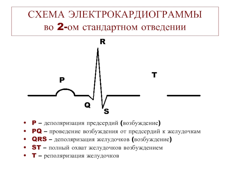 Реполяризация это в экг. ЭКГ зубцы деполяризация. Зубец на ЭКГ, отражающий процесс деполяризации предсердий. Процессы деполяризации на ЭКГ. Происхождение зубцов электрокардиограммы..