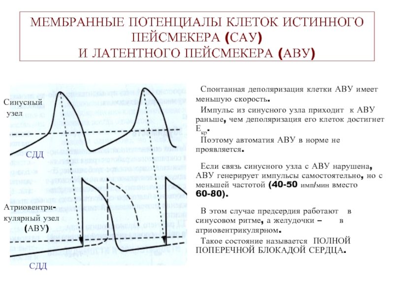 Схема потенциала действия