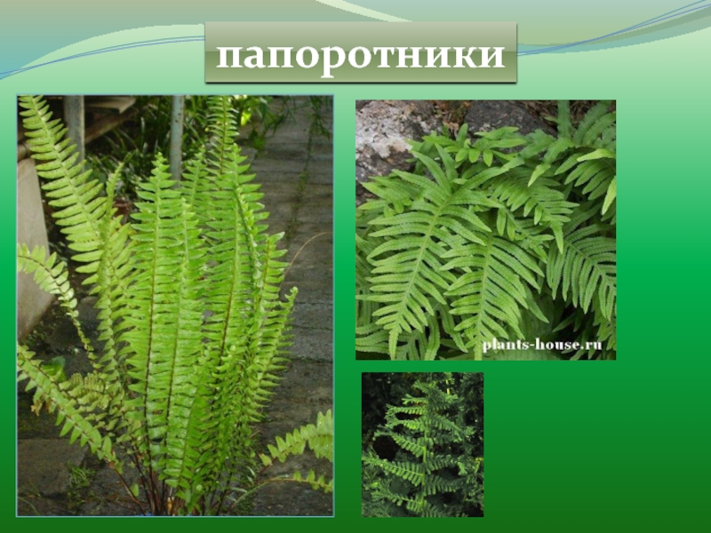 Папоротник 3 примера растений. Класс папоротники. Папоротниковидные растения примеры.