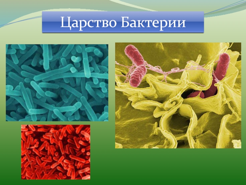 Презентация по бактериям