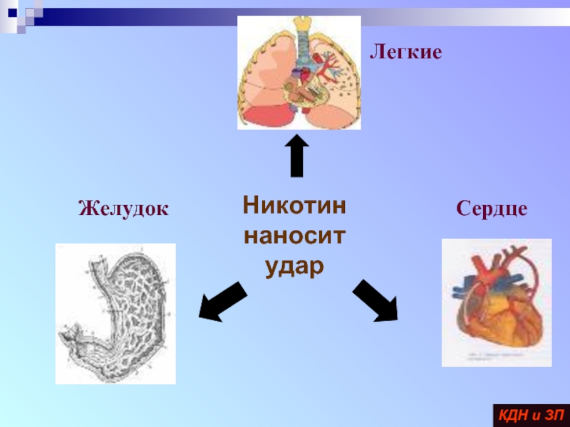 Желудок и сердце. Солевой никотин и желудок.