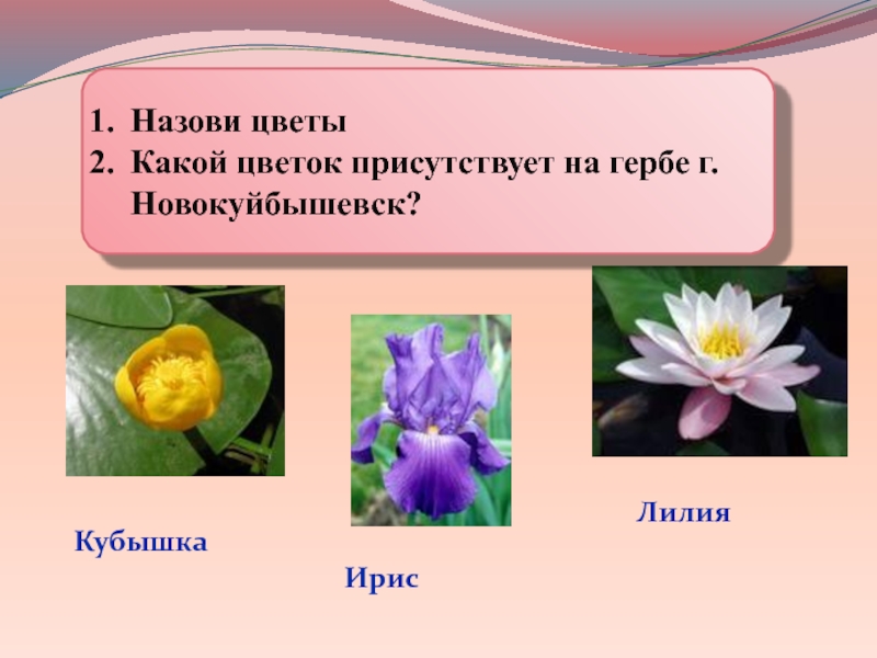 Какие цветки называют. Какие цветы. Цветы перечислить. Зовут растения. Как назвать цветок.