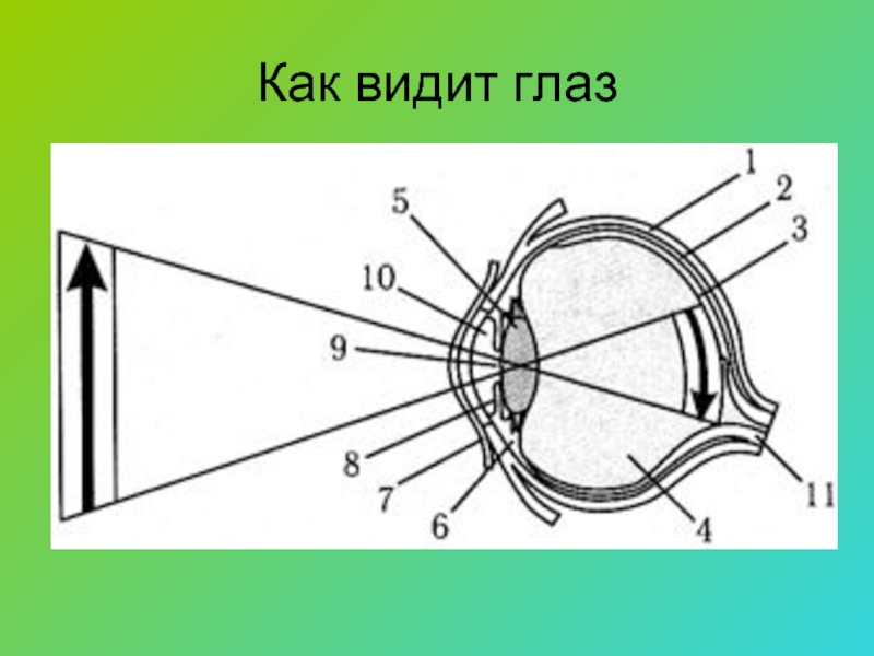 Через что мы видим. Лупа оптический прибор схема. Как видит глаз. Проекция изображения на сетчатку глаза. Глаз человека.