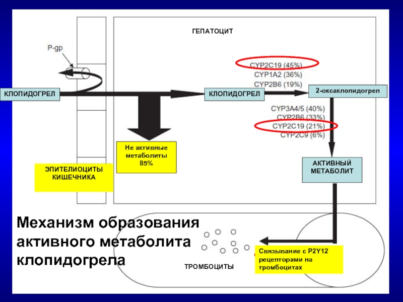 Переход с брилинты на клопидогрел схема