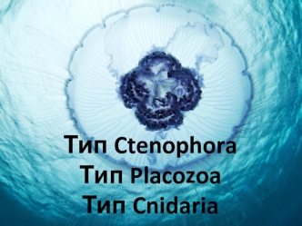 Тип Ctenophora. Тип Placozoa. Тип Cnidaria