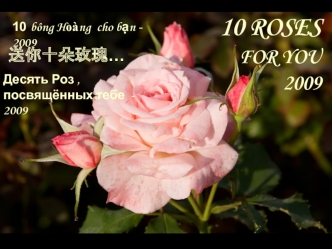 10 ROSES FOR YOU2009