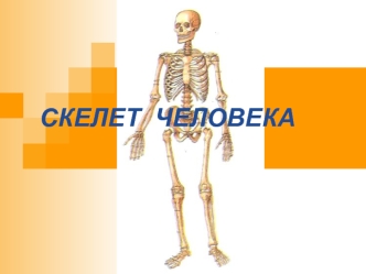 Скелет человека