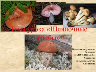 Тема урока Шляпочные грибы