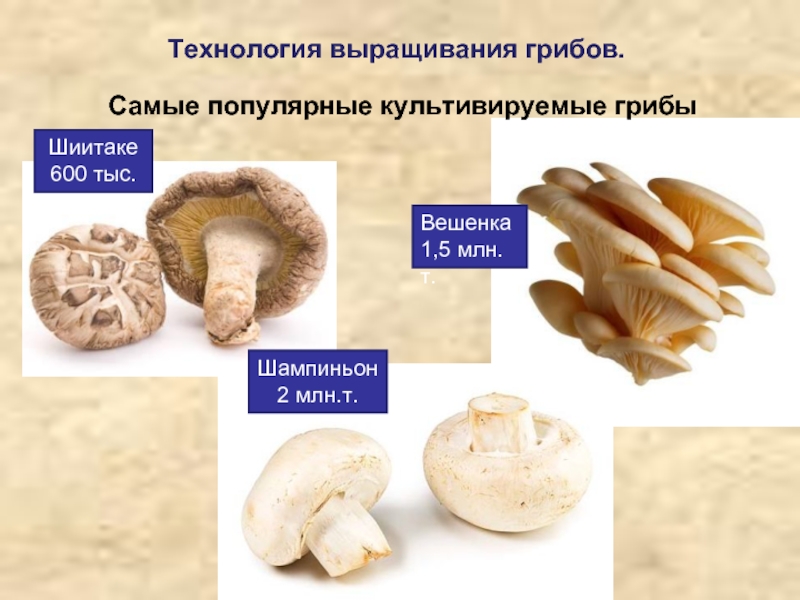 Грибы условия жизни. Культивируемые грибы. Культивированные грибы названия. Искусственно выращенные грибы названия. Искусственно выращенные съедобные грибы.