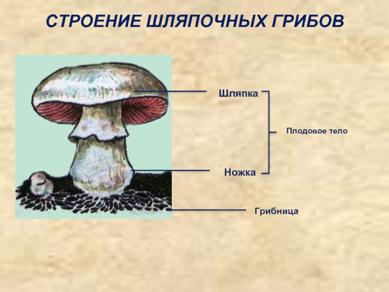 Главной частью шляпочного гриба является. Грибы части шляпочного гриба. Гриб строение шляпочного гриба. Строение шляпочного гриба рисунок. Шляпочные грибы грибница строение.