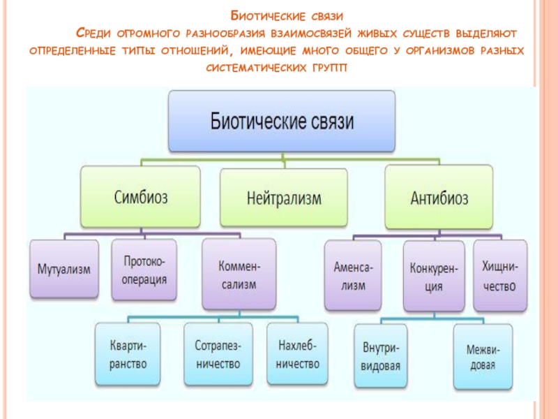 Какая форма биотических взаимоотношений изображена на рисунке