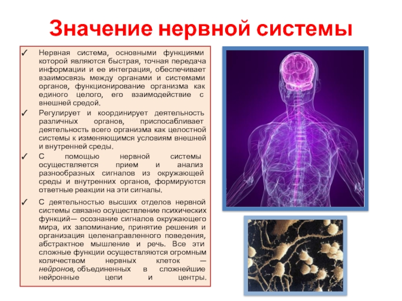 Биология 8 класс значение нервной системы презентация 8 класс