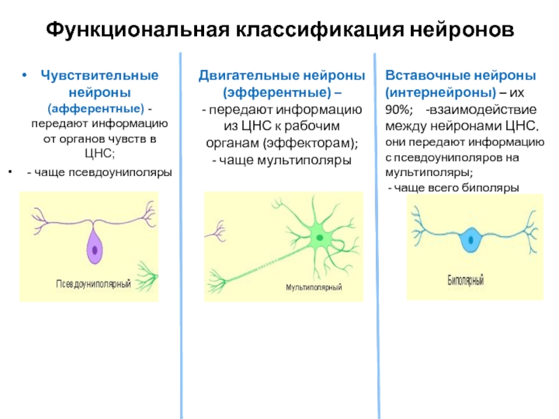 Функции чувствительных и двигательных нейронов