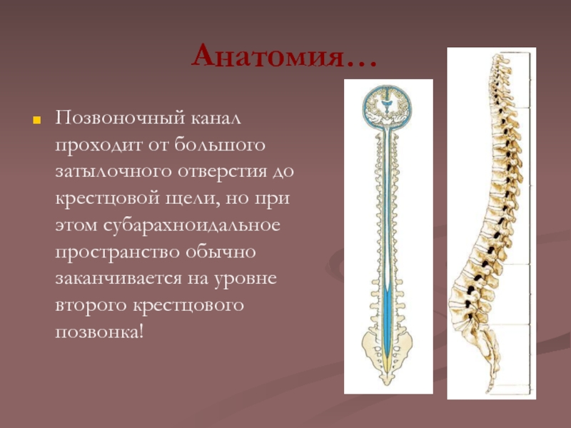 Канал проходимый. Позвоночный канал. Анатомия позвоночного канала. Канал позвоночника. Широкий Позвоночный канал.