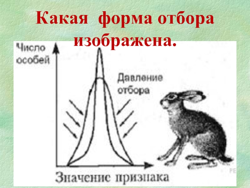 На схеме изображен отбор. Какая форма отбора. Виды отборов собак.