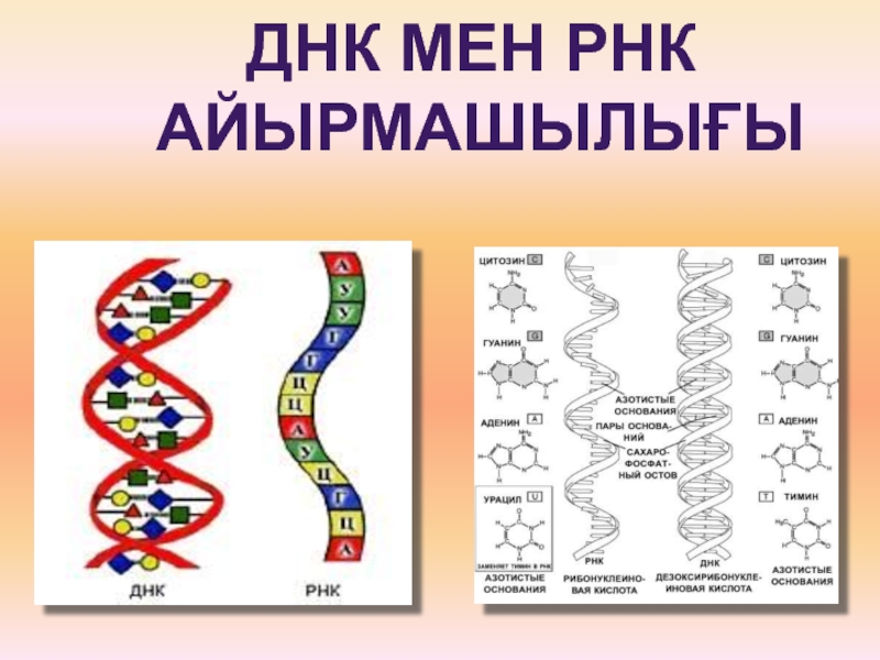Соответствие между днк и рнк. ДНК И РНК. Строение ДНК И РНК. ДНК схема. Структура ДНК И РНК.