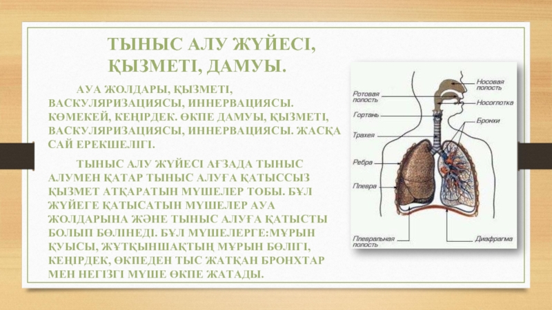 Ауа гигиенасы презентация