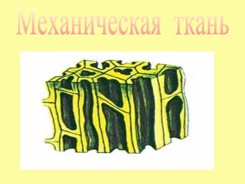 Механическая ткань древесные волокна. Волокна механической ткани у растений. Механическая ткань. Клетки механической ткани растений. Механическая ткань внешний вид.