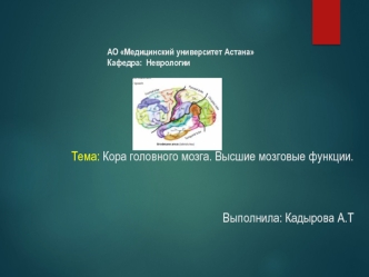 Кора головного мозга. Высшие мозговые функции