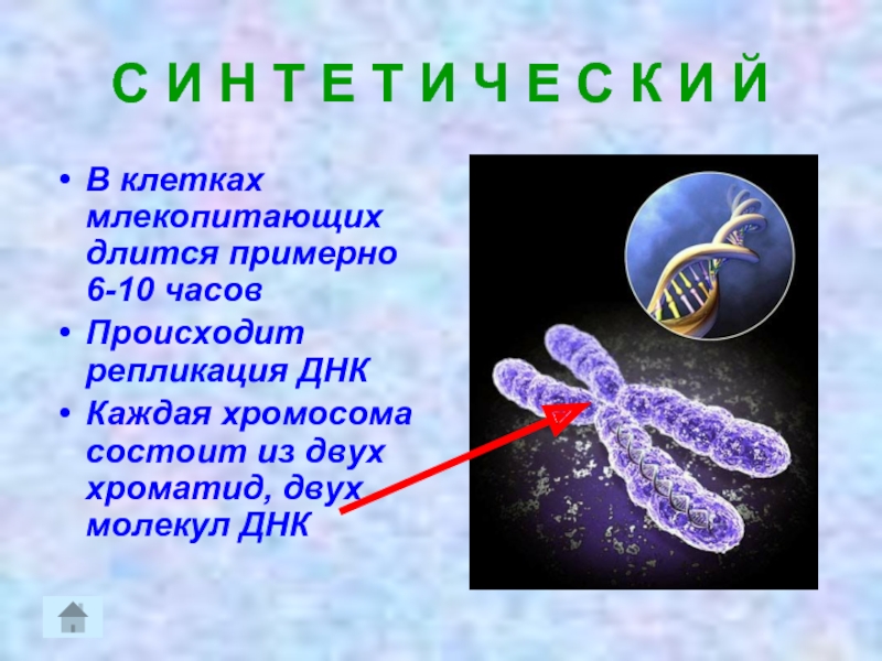 Каждая хромосома состоит. Клетка млекопитающего. Хромосомы состоят из двух хроматид. Деление клетки основа роста развития и размножения организмов. Хромосомы млекопитающих.