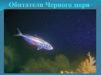 Обитатели Черного моря