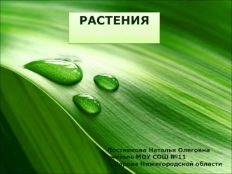 РАСТЕНИЯ
тест для 1 класса