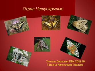 Отряд Чешуекрылые