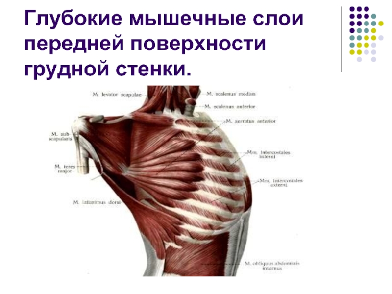 Им передней стенки мкб