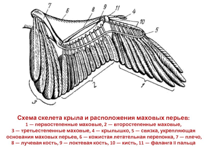 Схема строения крыла птицы