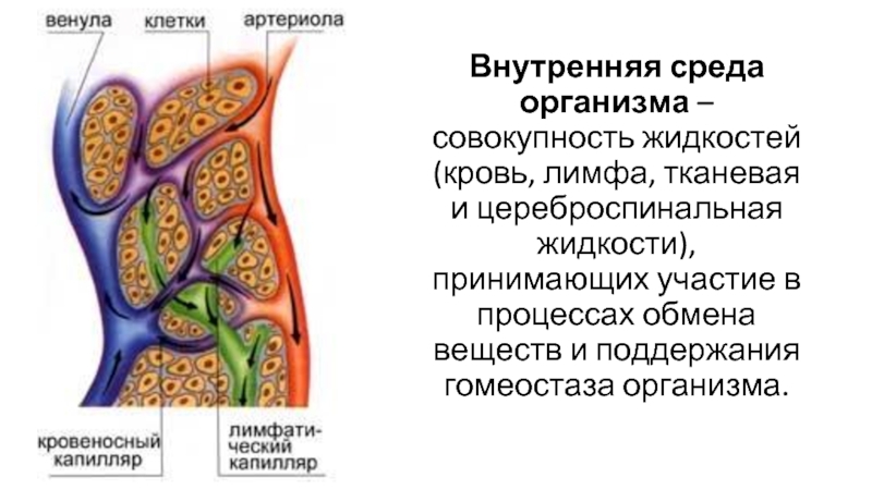 Лимфа состав. Спинномозговая жидкость внутренняя среда. Внутренняя среда организма лимфатическая система. Внутренняя среда организма это совокупность. Процессах обмена между кровью и тканевой жидкостью..