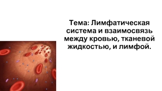 Лимфатическая система и взаимосвязь между кровью, тканевой жидкостью и лимфой