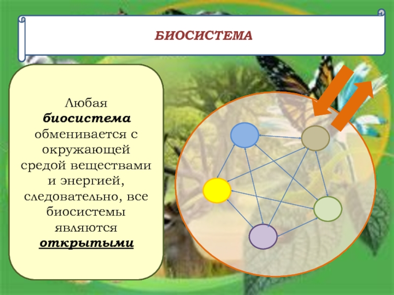 Живые тела представляют собой. Биосистема. Живые организмы являются системами:. Живой организм как система. Организм открытая Живая система биосистема.