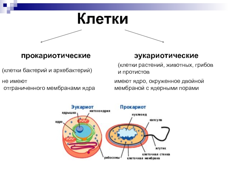 Что входит в клетки прокариот