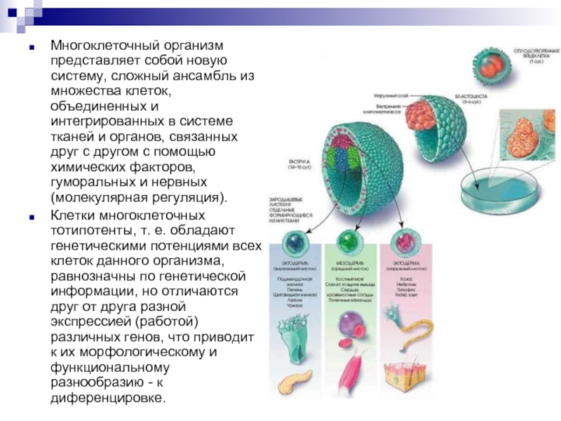 Организмы состоят из множества. Клетки многоклеточного организма. Строение многоклеточных организмов. Особенности клеток многоклеточных организмов. Строение клетки многоклеточного организма.