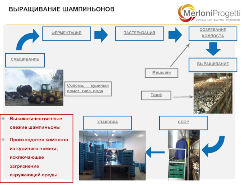 Карта выращивания шампиньонов технологическая