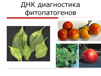 ДНК диагностика фитопатогенов